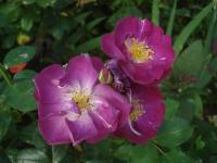 Růže 'Violetta' - Mnohokvěté růže (Rosa)
