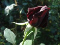 Růže 'Josef Klimeš' - Sadové růže (Rosa)