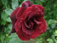 Růže 'Josef Klimeš' - Sadové růže (Rosa)