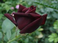 Růže 'Josef Klimeš' - Sadové růže (Rosa)