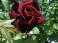 Růže 'Josef Klimeš' - Sadové růže (Rosa)