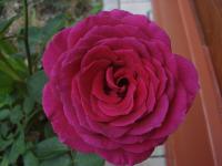 Růže 'Big Purple' - Velkokvěté růže (Rosa)