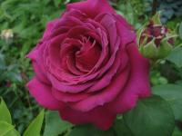 Růže 'Big Purple' - Velkokvěté růže (Rosa)