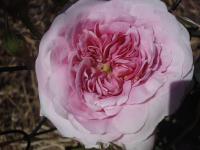 Růže 'Königin von Dänemark' (Rosa)