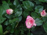 Růže 'Rosa Ralph S Moore' - Mnohokvěté růže (Rosa)