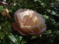 Růže 'Acropolis' - Mnohokvěté růže (Rosa)