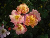 Růže 'Jazz' - Mnohokvěté růže (Rosa)