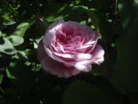Růže 'Madame Knorr' - Historické růže (Rosa)