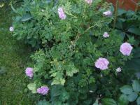 Růže 'Mrs Doreen Pike' - Anglické růže (Rosa)