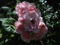 Růže 'Rosmarin' - Pokryvné růže (Rosa)
