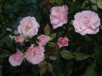 Růže 'Rosmarin' - Pokryvné růže (Rosa)