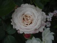 Růže 'Rosenfaszination' - Velkokvěté růže (Rosa)