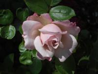 Růže 'Rosenfaszination' - Velkokvěté růže (Rosa)