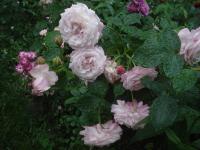 Růže 'Rosenfaszination' - Velkokvěté růže (Rosa)