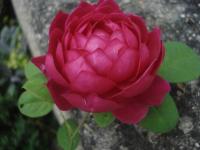 Sophy 's Rose