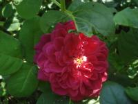 Sophy 's Rose