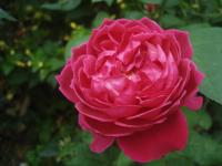 Sophy 's Rose
