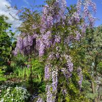 Vistárie (Wisteria)