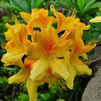 Pěnišník, azalka (Rhododendron)