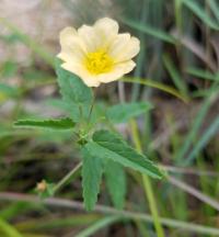 Vlákeň kosolistá (Sida rhombifolia)