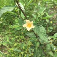 Vlákeň kosolistá (Sida rhombifolia)