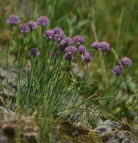 Pažitka pobřežní (Allium schoenoprasum)