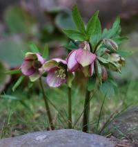 Čemeřice východní (Helleborus orientalis)