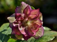 Čemeřice východní (Helleborus orientalis)