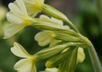 Prvosenka vyšší (Primula elatior)