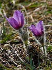 Koniklec velkokvětý (Pulsatilla grandis)