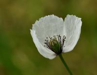 Mák bělokvětý jihomoravský (Papaver maculosum subsp  austromoravicum)