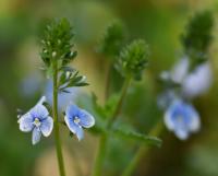 Rozrazil vídeňský (Veronica vindobonensis)