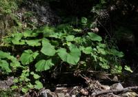 Devětsil Kablíkové (Petasites kablikianus)