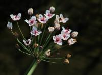 Šmel okoličnatý (Butomus umbellatus)