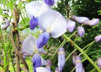 Vistárie čínská (Wisteria sinensis)