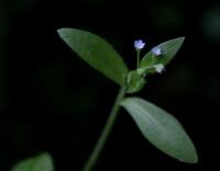 Pomněnka řídkokvětá (Myosotis sparsiflora)