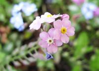 Pomněnka lesní - růžová varieta (Myosotis sylvatica)