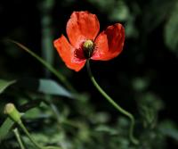 Mák Lecoqův (Papaver lecoqii)