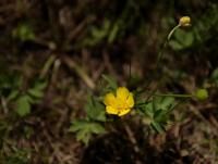 Pryskyřník plazivý (Ranunculus repens)