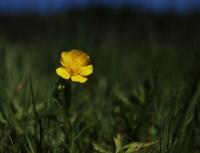 Pryskyřník plazivý (Ranunculus repens)