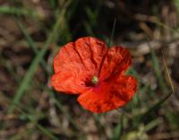 Mák pochybný (Papaver dubium)