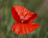 Mák pochybný (Papaver dubium)