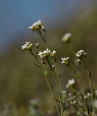 Huseníček rolní (Arabidopsis thaliana)