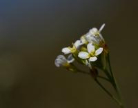 Huseníček rolní (Arabidopsis thaliana)