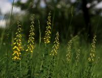 Čilimník černající (Cytisus nigricans)