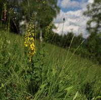Čilimník černající (Cytisus nigricans)