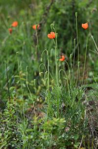 Mák časný (Papaver confine)