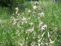 Silenka nicí (Silene nutans)