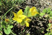 Vrbina penízková (Lysimachia nummularia)