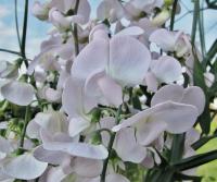 Hrachor vonný (Lathyrus odoratus)